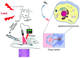 Graphical abstract: Synthesis of a new chlorin photosensitizer for photodynamic therapy against colon cancer