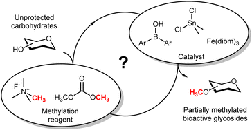 Graphical abstract: Towards better syntheses of partially methylated carbohydrates?