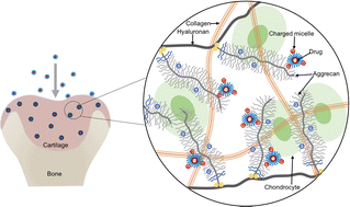 Graphical abstract: Cationic micelles as nanocarriers for enhancing intra-cartilage drug penetration and retention