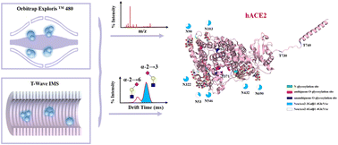 Graphical abstract: Elucidation of N-/O-glycosylation and site-specific mapping of sialic acid linkage isomers of SARS-CoV-2 human receptor angiotensin-converting enzyme 2