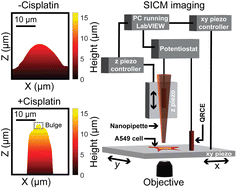Graphical abstract: Scanning ion conductance microscopy revealed cisplatin-induced morphological changes related to apoptosis in single adenocarcinoma cells