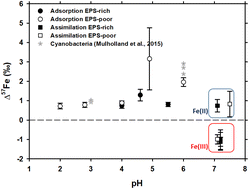 Graphical abstract: Contrasted redox-dependent structural control on Fe isotope fractionation during its adsorption onto and assimilation by heterotrophic soil bacteria