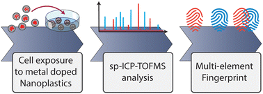 Graphical abstract: Development of single-cell ICP-TOFMS to measure nanoplastics association with human cells