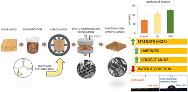 Graphical abstract: Polylactic acid/wood-based in situ polymerized densified composite material