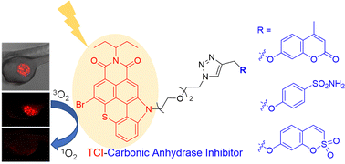 Graphical abstract: Thiochromenocarbazole imide-based photosensitizers decorated with carbonic anhydrase inhibitors for the targeted treatment of hypoxic tumours