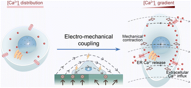 Graphical abstract: Electro-mechanical coupling directs endothelial activities through intracellular calcium ion deployment