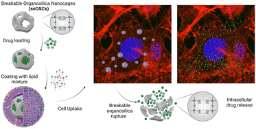 Graphical abstract: Cargo-loaded lipid-shielded breakable organosilica nanocages for enhanced drug delivery