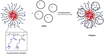 Graphical abstract: Cationic star copolymers obtained by the arm first approach for gene transfection