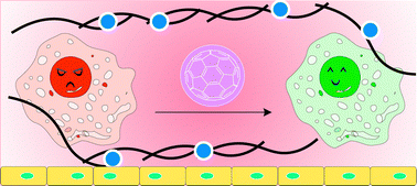 Graphical abstract: Interactions between fullerene derivatives and biological systems