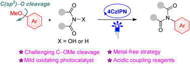 Graphical abstract: Photocatalytic C(sp2)–OMe bond cleavage and amidation of anisoles with N-hydroxyphthalimides and phthalimides