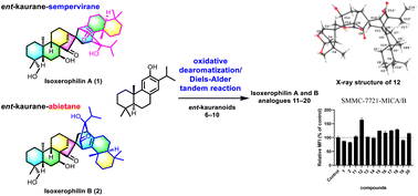 Graphical abstract: Isoxerophilins A and B, two diterpene heterodimers from Isodon xerophilus: structural elucidation and semisynthesis of isoxerophilin analogues
