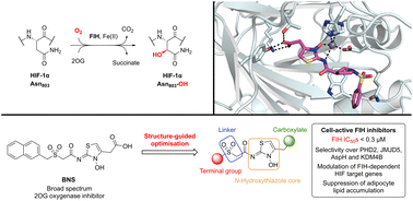Graphical abstract: Structure-guided optimisation of N-hydroxythiazole-derived inhibitors of factor inhibiting hypoxia-inducible factor-α