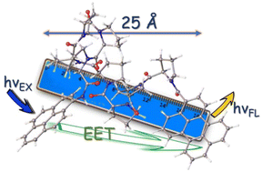 Graphical abstract: Deducing the conformational space for an octa-proline helix