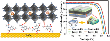 Graphical abstract: Interfacial modification via aniline molecules with multiple active sites for performance enhancement of n–i–p perovskite solar cells