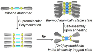 Graphical abstract: Light-triggered transformation of stilbene supramolecular polymers: thermodynamic versus kinetic control