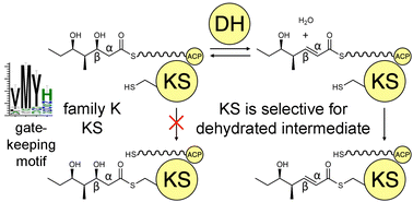 Graphical abstract: Modular polyketide synthase ketosynthases collaborate with upstream dehydratases to install double bonds