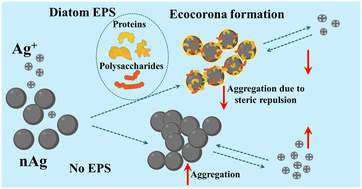 Graphical abstract: Diatom-derived extracellular polymeric substances form eco-corona and enhance stability of silver nanoparticles