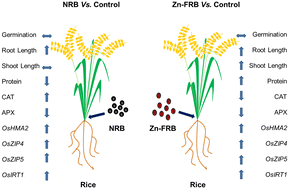 Graphical abstract: Nano-biochar supported Zn delivery in plants to enhance seedling growth and ROS management in rice
