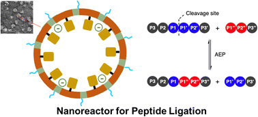 Graphical abstract: Towards controlling activity of a peptide asparaginyl ligase (PAL) by lumazine synthetase compartmentalization