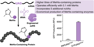 Graphical abstract: An efficient pyrrolysyl-tRNA synthetase for economical production of MeHis-containing enzymes