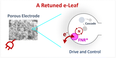 Graphical abstract: Retuning the potential of the electrochemical leaf