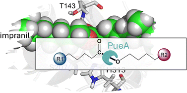 Graphical abstract: Computational study of the mechanism of a polyurethane esterase A (PueA) from Pseudomonas chlororaphis