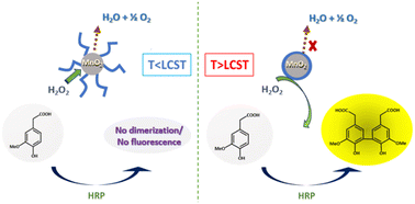 Graphical abstract: Design of poly(N-isopropylacrylamide) coated MnO2 nanoparticles for thermally regulated catalytic decomposition of H2O2