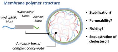 Graphical abstract: Control over membrane fluidity and biophysical properties of synthetic terpolymer stabilized complex coacervates