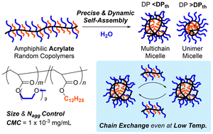 Graphical abstract: Precisely controlled yet dynamically exchanged micelles via the self-assembly of amphiphilic acrylate random copolymers in water