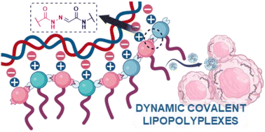 Graphical abstract: Amphiphilic dynamic covalent polymer vectors of siRNA