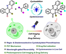 Graphical abstract: Regio- and diastereoselective synthesis of cyclobutylated phenothiazines via [2 + 2] photocycloaddition: demonstrating wavelength-gated cycloreversion inside live cells