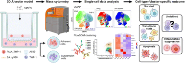 Graphical abstract: Single-cell mass cytometry reveals cell type- and cluster-specific heterogeneity in silver nanoparticle responses in a 3D alveolar tetra-culture model