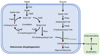 Graphical abstract: Synthesis and characterization of a 3-hydroxybutyrate and 3-hydroxy-9-octadecenoate copolymer from engineered Halomonas