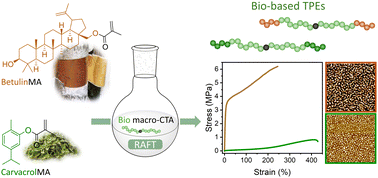 Graphical abstract: Biobased triblock thermoplastic elastomer with betulin- or carvacryl-methacrylate end-blocks by RAFT polymerization