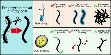 Graphical abstract: Probing the effect of the disordered flank regions on amyloid fibril growth and proliferation