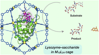 Graphical abstract: Proximity-induced saccharide binding to a protein's active site within a confined cavity of coordination cages