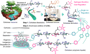 Graphical abstract: Design of cellulosic poly(ionic liquid)s with a hydrogen bond/ion dual regulation mechanism for highly reversible Zn anodes