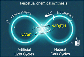 Graphical abstract: A path to perpetual chemical synthesis via photocatalytic cofactor regeneration