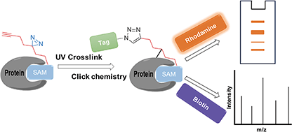 Graphical abstract: Photoaffinity SAM analogues for the identification of SAM-binding proteins