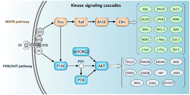 Graphical abstract: Kinase signaling cascades: an updated mechanistic landscape