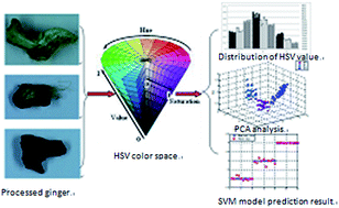 Graphical abstract: A method for discrimination of processed ginger based on image color feature and a support vector machine model