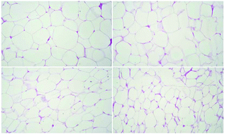 Graphical abstract: Spent turmeric reduces fat mass in rats fed a high-fat diet
