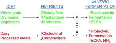 Graphical abstract: The impact of long-term dietary pattern of fecal donor on in vitro fecal fermentation properties of inulin