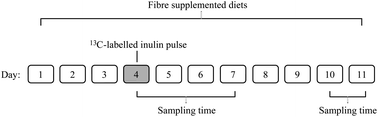 Graphical abstract: The fate of 13C-labelled and non-labelled inulin predisposed to large bowel fermentation in rats