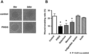 Graphical abstract: Partially hydrolyzed guar gum enhances colonic epithelial wound healing via activation of RhoA and ERK1/2