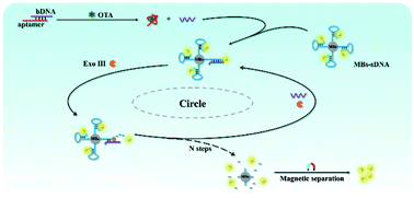 Graphical abstract: Construction of a fluorescence biosensor for ochratoxin A based on magnetic beads and exonuclease III-assisted DNA cycling signal amplification