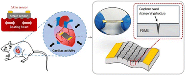 Graphical abstract: Biocompatible cracked reduced graphene oxide strain sensors: enhancing implantable strain sensing performance and durability
