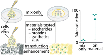 Graphical abstract: From saccharides to synthetics: exploring biomaterial scaffolds as cell transduction enhancers