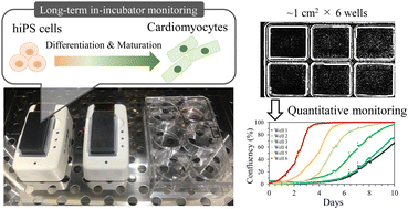 Graphical abstract: Compact lens-free imager using a thin-film transistor for long-term quantitative monitoring of stem cell culture and cardiomyocyte production