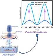 Graphical abstract: Chirality-driven amplification of sensitive polarized light detection in alternating cation-intercalated perovskites